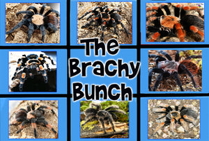 The Brachy Bunch! (6 Brachypelma and 2 Tliltocatl species) View to see the full description.