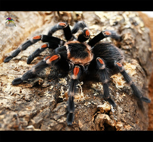 Brachypelma auratum (Mexican Flame Knee) about 2 3/4" 💜 FEMALE 💜 *Showing Adult Coloration!*