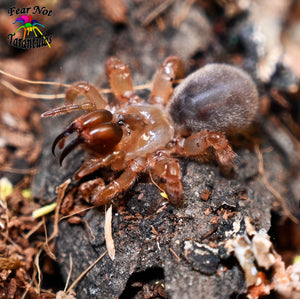 Calomata Obesa (Thai Purse Web Spider) about 3/4" - 1"