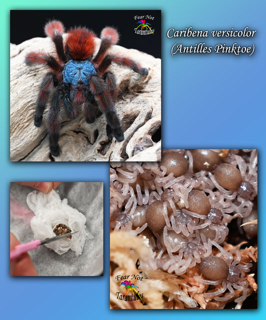 Caribena versicolor (Antilles Pinktoe Tarantula) about 1"- 1 1/4" Nicely Sized! COMING SOON!!