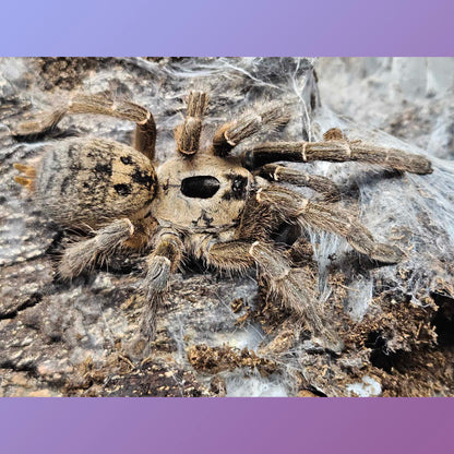 Ceratogyrus brachycephalus - Pure Wild form (Greater Rhino Horned Baboon Tarantula) about 3/4" - 1"