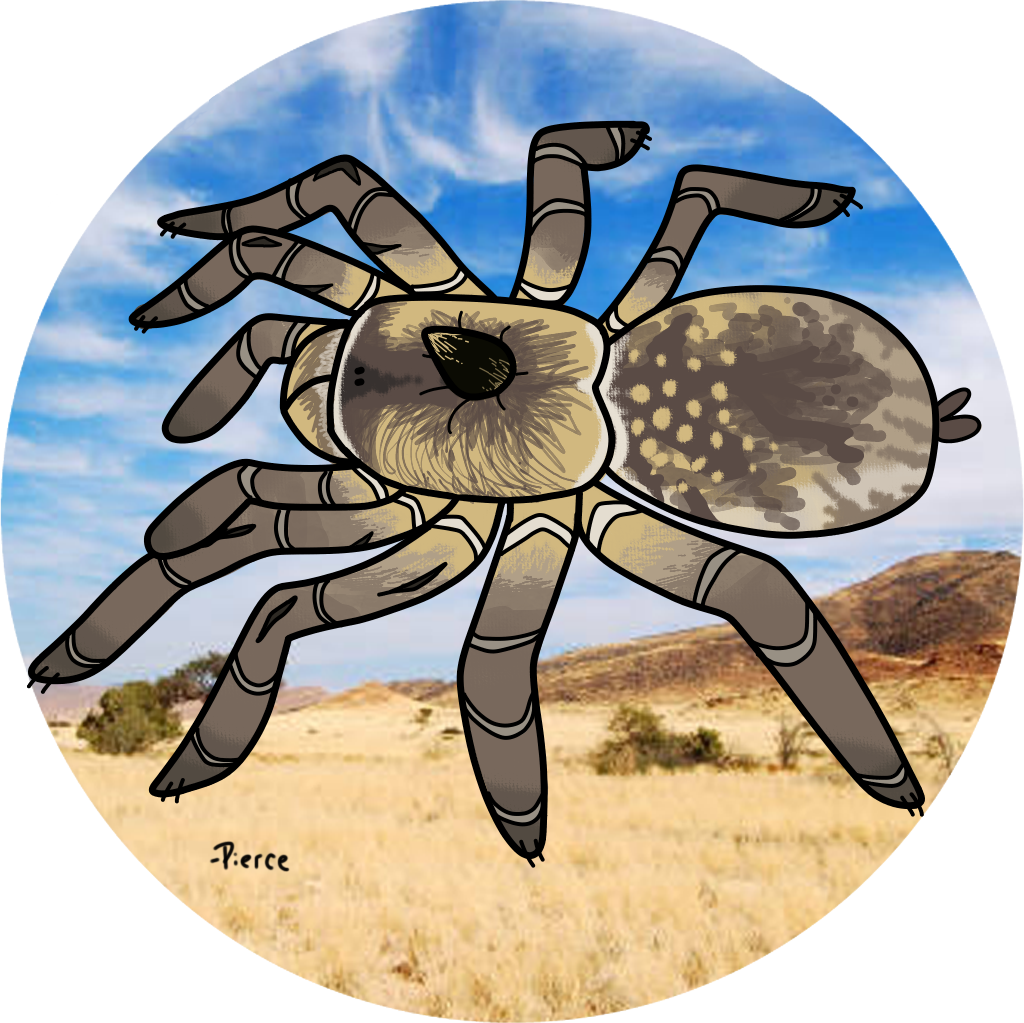 Ceratogyrus brachycephalus - Pure Wild form (Greater Rhino Horned Baboon Tarantula) about 3/4" - 1"