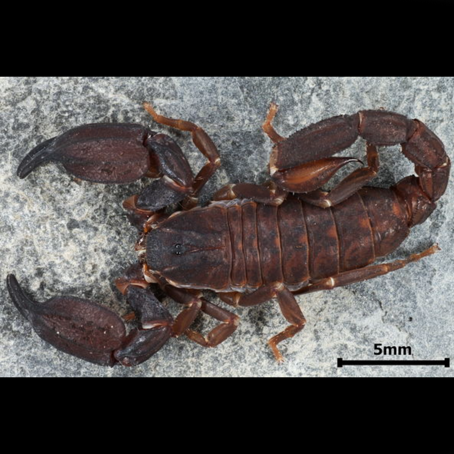 Chaerilus cimrmani (Thailand Black Scorpion) about 1/2" - 3/4" Captive Bred, Good for beginners FREE for orders $125 and over (after discounts and does not include shipping) One freebie per shipment