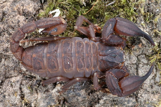 Chaerilus kautti about 1/4" - 1/2" Great Beginner species Scorpion FREE for orders $150 and over (after discounts and does not include shipping) One freebie per shipment
