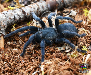 Chaetopelma olivaceum  (Middle East Black Tarantula) FEMALE around 2.5" ID- CO1F CO2F IN STORE ONLY