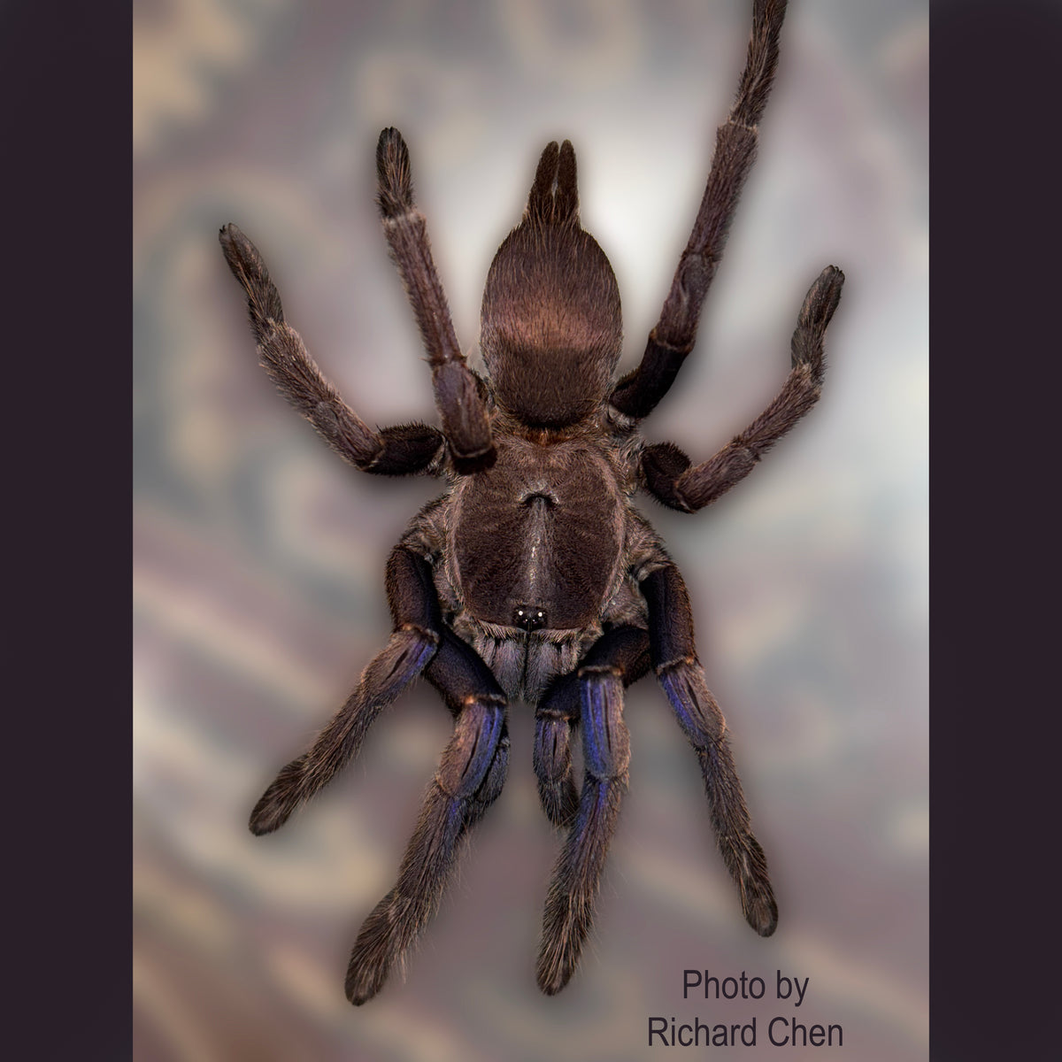 Chilobrachys sp Vietnam Blue Tarantula about  1" - 1 1/4"