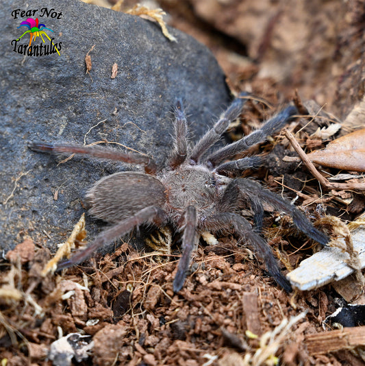Chilobrachys sp. "Prachuap Khiri Khan" about 1/2"