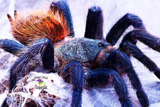 Summer Sizzle Starter Pack! A Sizzling Duo For All! Chromatopelma cyaneopubescens (Green BottleBlue, GBB) about 1" - 1 1/4" AND Lasiodora klugi (Bahia Scarlet) about 1/2" - 1"