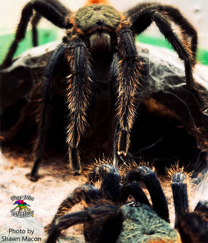 Chromatopelma cyaneopubescens (Green BottleBlue, GBB Tarantula) about 1" - 1 1/4"