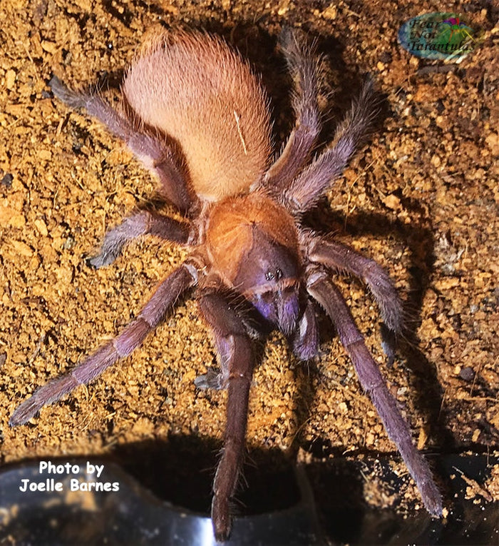 Citharacanthus cyaneus ( Orange and Violet Tarantula) about  1" - 1 1/4"   FREE for orders $275.00 and over. (after discounts and does not include shipping) One freebie per shipment.