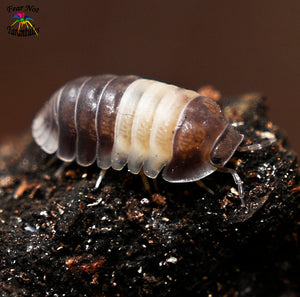 Cubaris "Panda King" Isopods Count Of 5, Young  FREE for orders $100.00 and over. (after discounts and does not include shipping) One freebie per shipment.