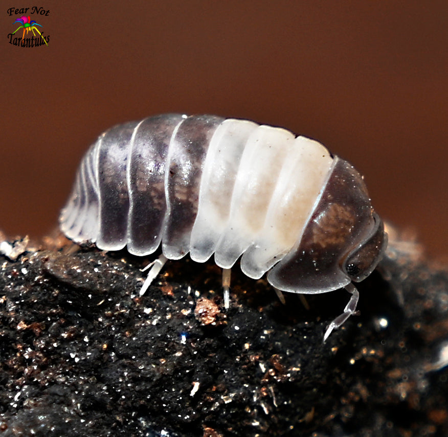 Cubaris "Panda King" Isopods Count Of 5, Young  FREE for orders $100.00 and over. (after discounts and does not include shipping) One freebie per shipment.