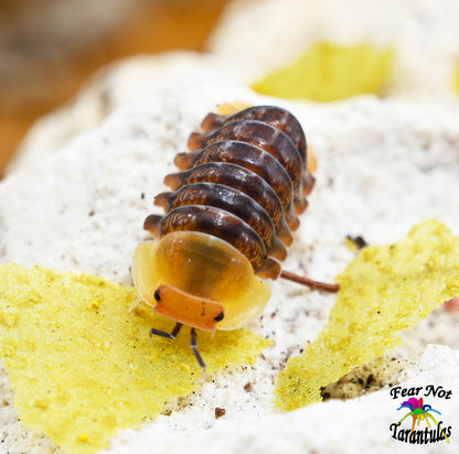 Cubaris "Rubber Ducky" Isopods Count Of 5, Young