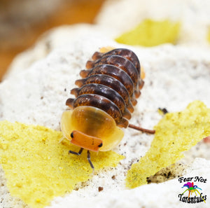Cubaris "Rubber Ducky" Isopods Count Of 5, Young