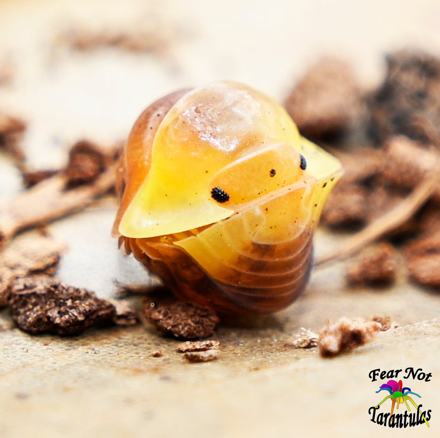 Rubber Ducky Isopods for Sale Count of 5 Fear Not Tarantulas, Inc. Rubber Ducky Isopods for Sale Count of 5 Fear Not Tarantulas, Inc.