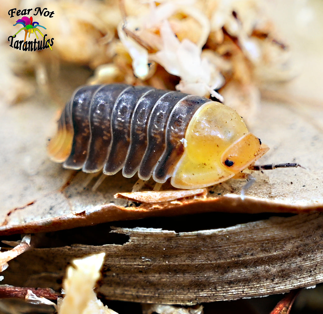 Cubaris "Rubber Ducky" Isopods Count Of 5, Young