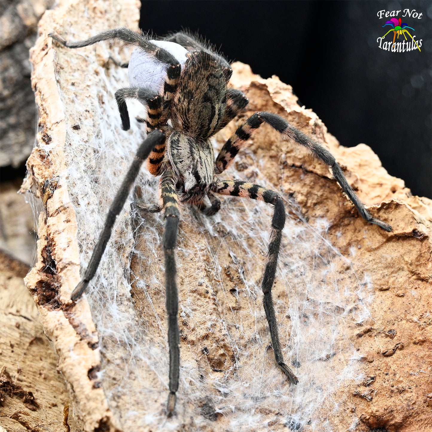 Cupiennius salei (Tiger Wandering Spider) about 1" - 1 1/2"