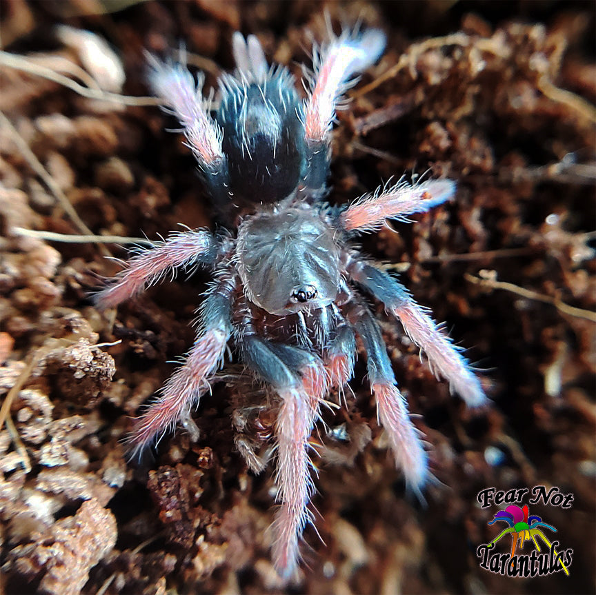 Cyriocosmus aueri  (Peruvian Dwarf Redleg Tarantula) about 1/4" - 1/3"