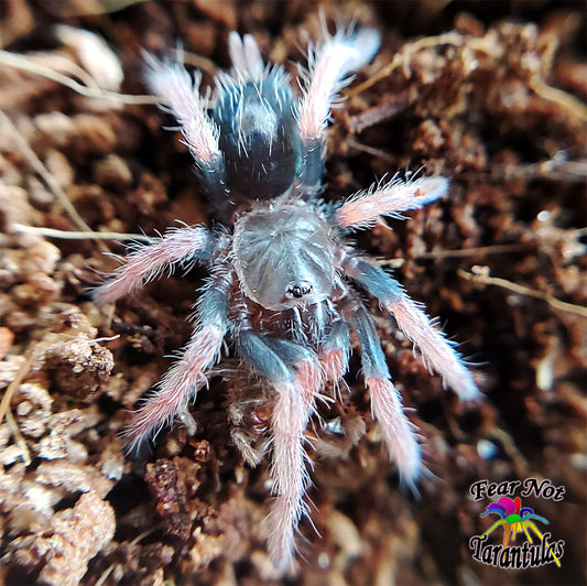 Cyriocosmus aueri  (Peruvian Dwarf Redleg Tarantula) about 1/3"