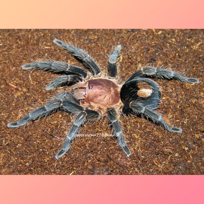 Cyriocosmus sellatus (Dwarf Star Tarantula) 1/2" - 3/4" FREE for orders $150.00 and over. (after discounts and does not include shipping) One freebie per shipment.
