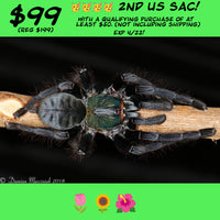 Cyriopagopus sp. "Valhalla"  AKA Omothymus Tarantula about 3/4" - 1" SECOND USA BREEDING! READY TO SHIP 4/28