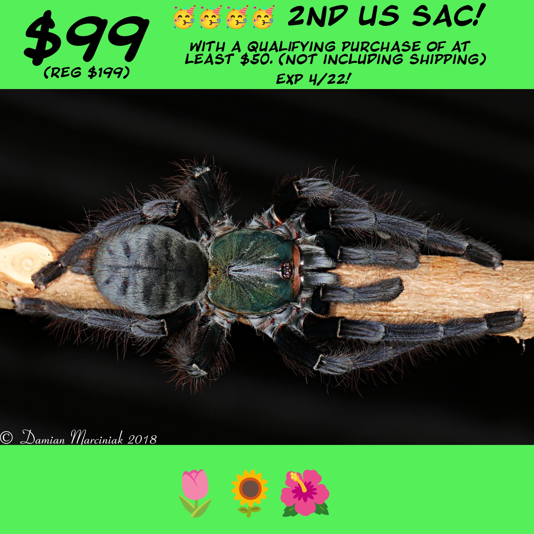 Cyriopagopus sp. "Valhalla"  AKA Omothymus Tarantula about 3/4" - 1" SECOND USA BREEDING! READY TO SHIP 4/28