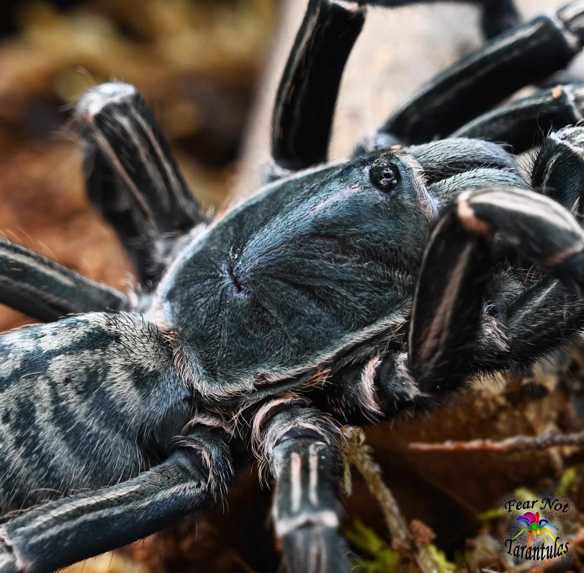 Cyriopagopus albostriatus (Thai Zebra Tarantula) about 1 1/4