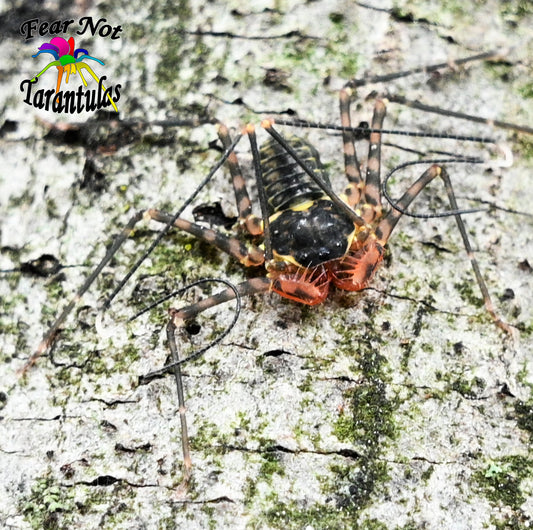 Phrynus sp (Tailless Whip) about 1/2" - 3/4" Captive born