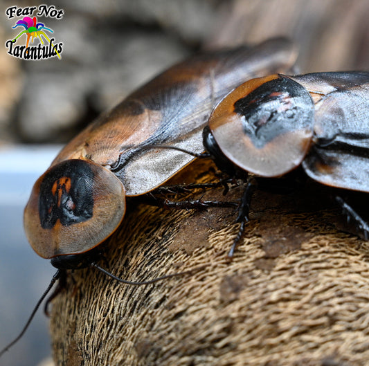 Death Head Roaches (Blaberus craniifer) Nymphs X 10,  CANNOT BE SHIPPED TO FLORIDA