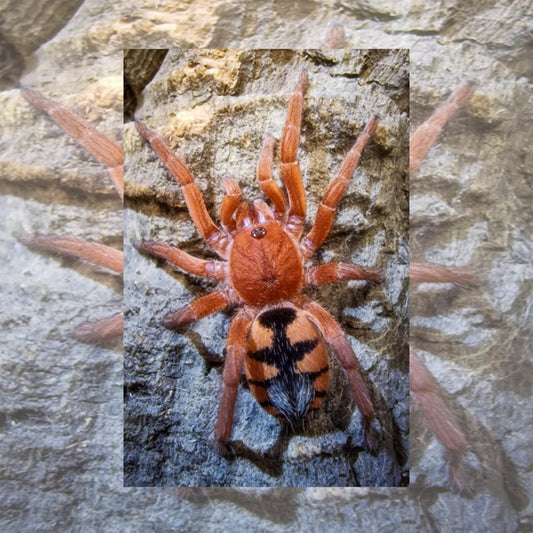 Devicarina Guidonae (Orange Blaze Dwarf Tarantula) about 1/4" - 1/3" First breeding in the world
