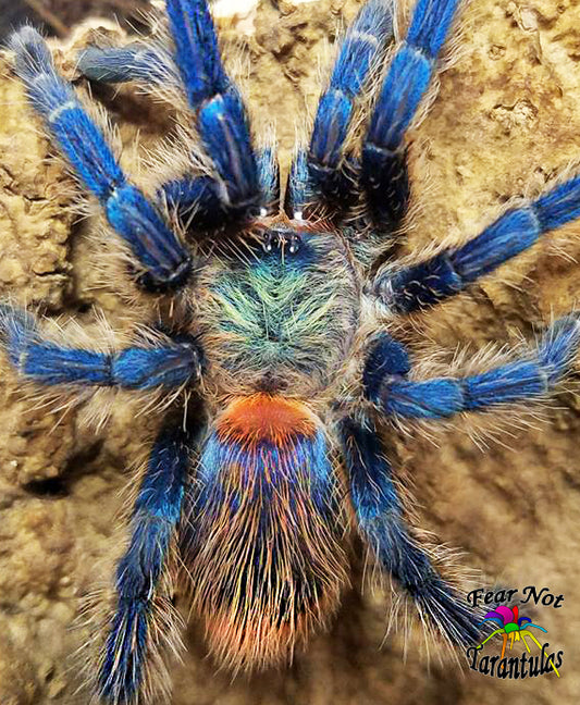 Dolichothele diamantinensis (Brazilian Blue Dwarf Beauty Tarantula) about 1/3" - 1/2"