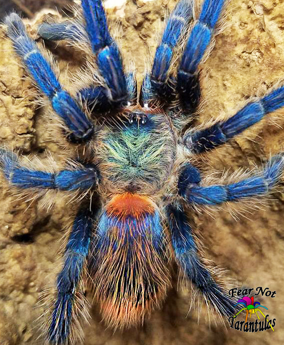 Dolichothele diamantinensis (Brazilian Blue Dwarf Beauty Tarantula)  about 1/2" - 3/4"