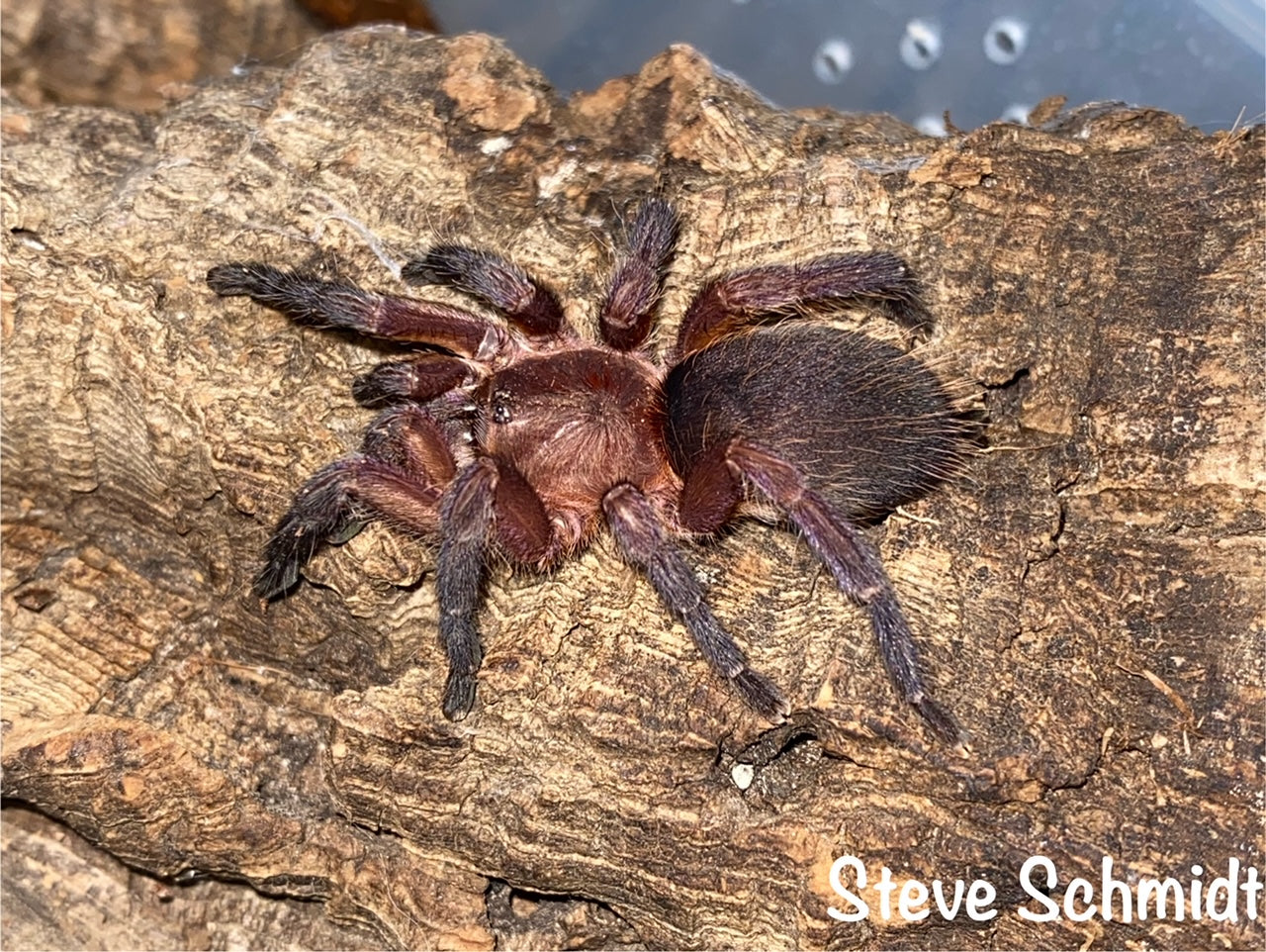 Dolichothele rufoniger (Neon Purple Blast) RARE! about 1/2"