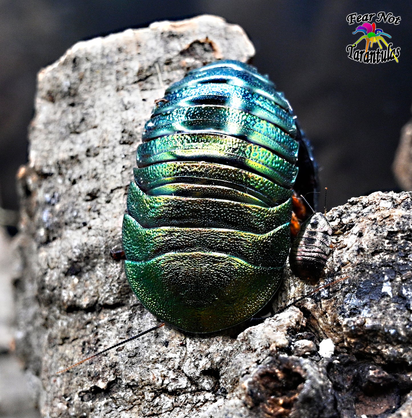 Pseudoglomeris magnifica (Magnificent Emerald Roach) 1/4" - 1/2" mixed nymphs.  We include a vial of bee pollen! *CANNOT BE SHIPPED TO FLORIDA*