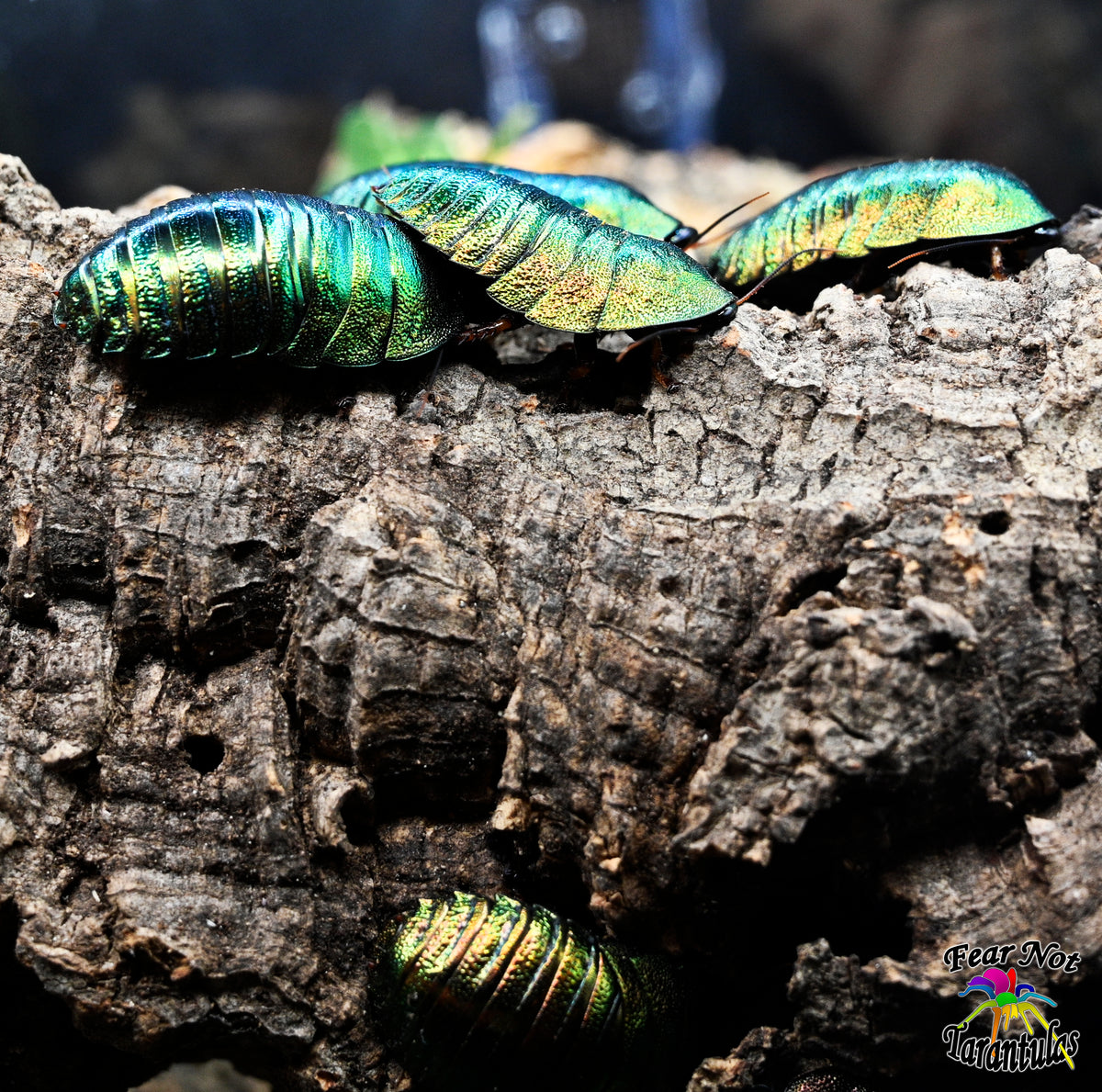 Metallic Cockroach Corydidarum magnifica (Magnificent Emerald Roach) 1/4