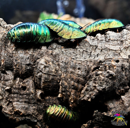 Metallic Cockroach Corydidarum magnifica (Magnificent Emerald Roach) 1/4