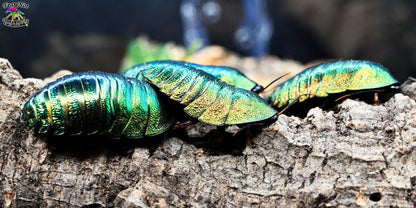 Pseudoglomeris magnifica (Magnificent Emerald Roach) 1/4" - 1/2" mixed nymphs.  We include a vial of bee pollen! *CANNOT BE SHIPPED TO FLORIDA*