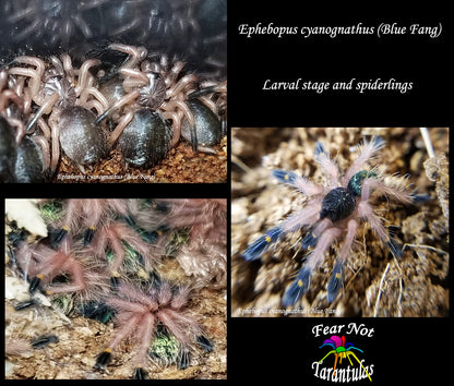 Ephebopus cyanognathus (Blue Fang Tarantula) about  1" Nicely sized!