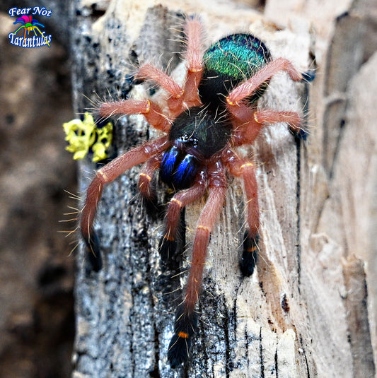 Ephebopus cyanognathus (Blue Fang Tarantula) about  about 3/4" - 1"