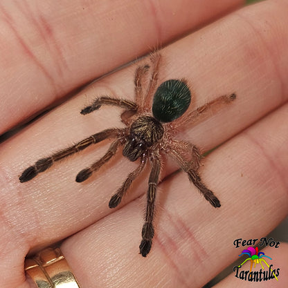 Ephebopus murinus (Skeleton Leg Tarantula) about about 1" - 1 1/4"  Super cute spiderlings!