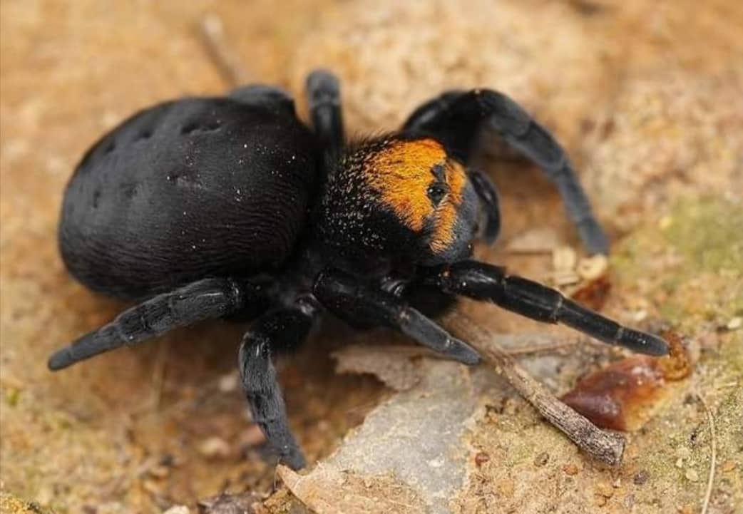 Eresus balcanicus (Turkish Velvet Spider) about 1/4"  - 1/2" Habitat included!