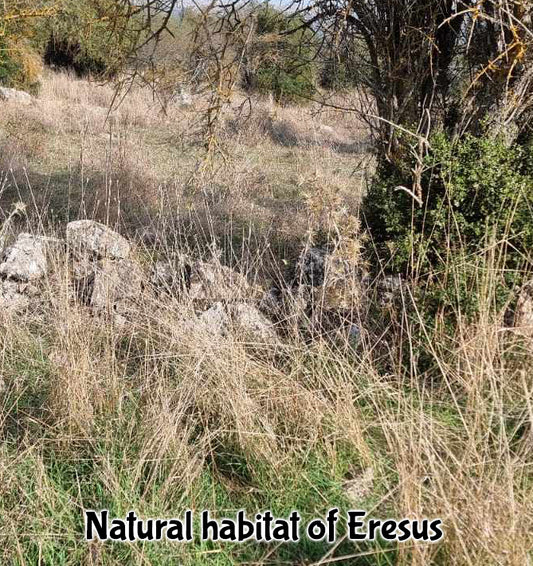 Eresus walckenaeri Orange Ring (Ladybird Spider, Velvet Spider) about 1/4" Includes habitat!