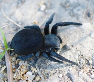 Eresus ruficapillus (Italian Velvet Spider)very nearly 1/4" Habitat included!
