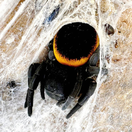 Eresus walckenaeri Orange Ring (Ladybird Spider, Velvet Spider) about 1/4" - 1/3" Includes habitat!