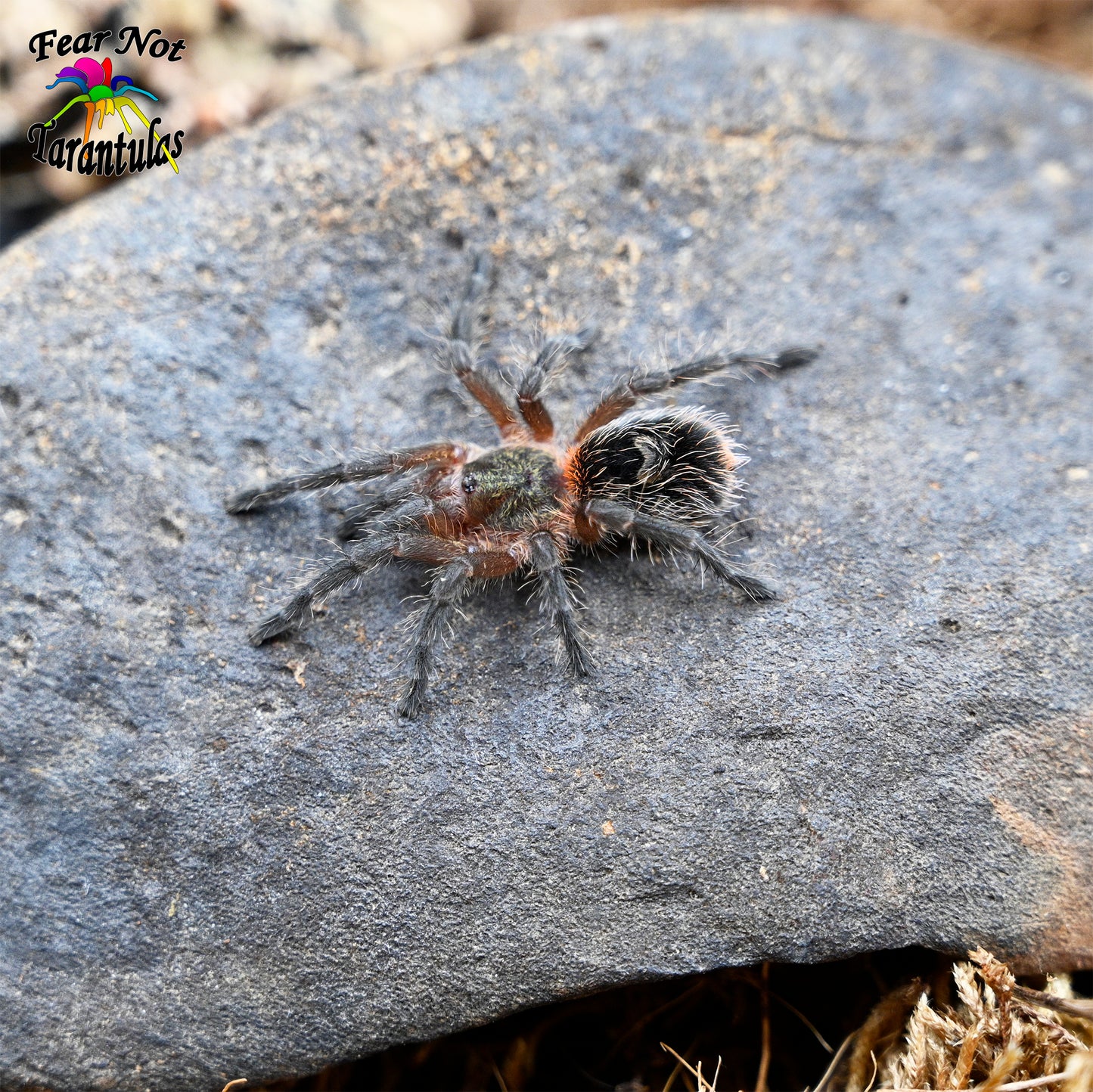 Euathlus manicata "Black" (Chilean Black Flame) about 1" - 1 1/4" 😍💖 Feel The Love!