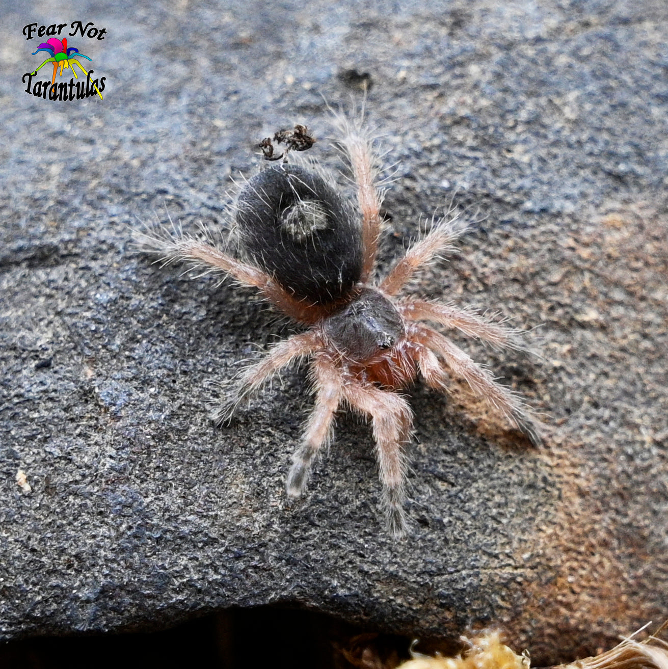 Euathlus sp. Smaragd Tiger Tarantula about 1/2"