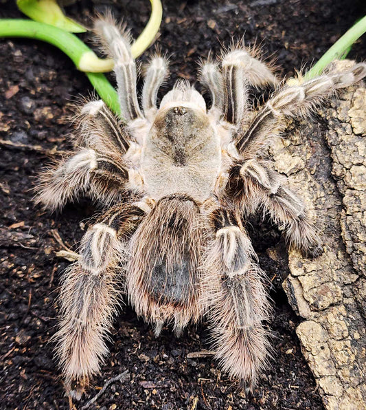 Eupalaestrus larae *RARE* very nearly 1" - 1 1/4" *** IN STORE ONLY DUE TO PREMOLT 9/29 ***