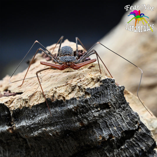Euphrynichus bacillifer (Tailless Whip) about 2" - 2 1/2" (including legs) Captive bred!