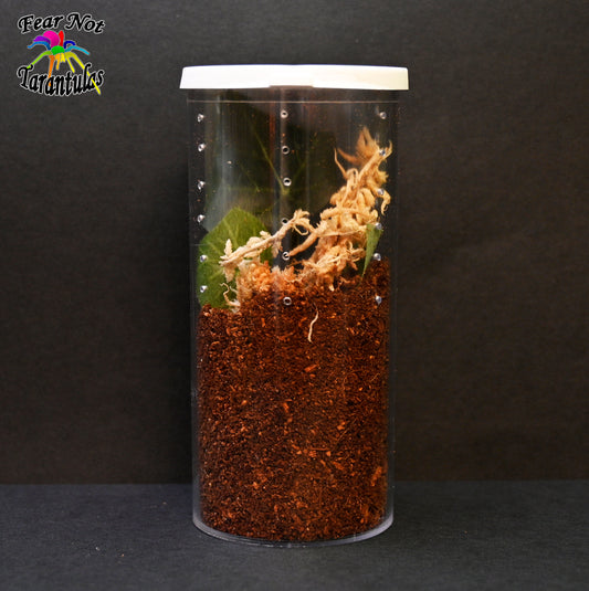 Vial with EXTRA VENTILATION  - Large 50 dram 4 1/4" tall x 1 7/8" wide. EXTRA HOLES have been drilled on the side for species such as C. versicolor.  Includes substrate and foliage. 1 per shipment