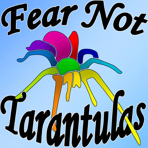 Lampropelma Carpenteri (Sulawesi Black Tarantula) 1 1/4" + FREE for orders $100 and over. (after discounts and does not include shipping) One freebie per shipment.